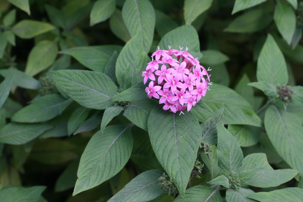 Rubiaceae Pentas 