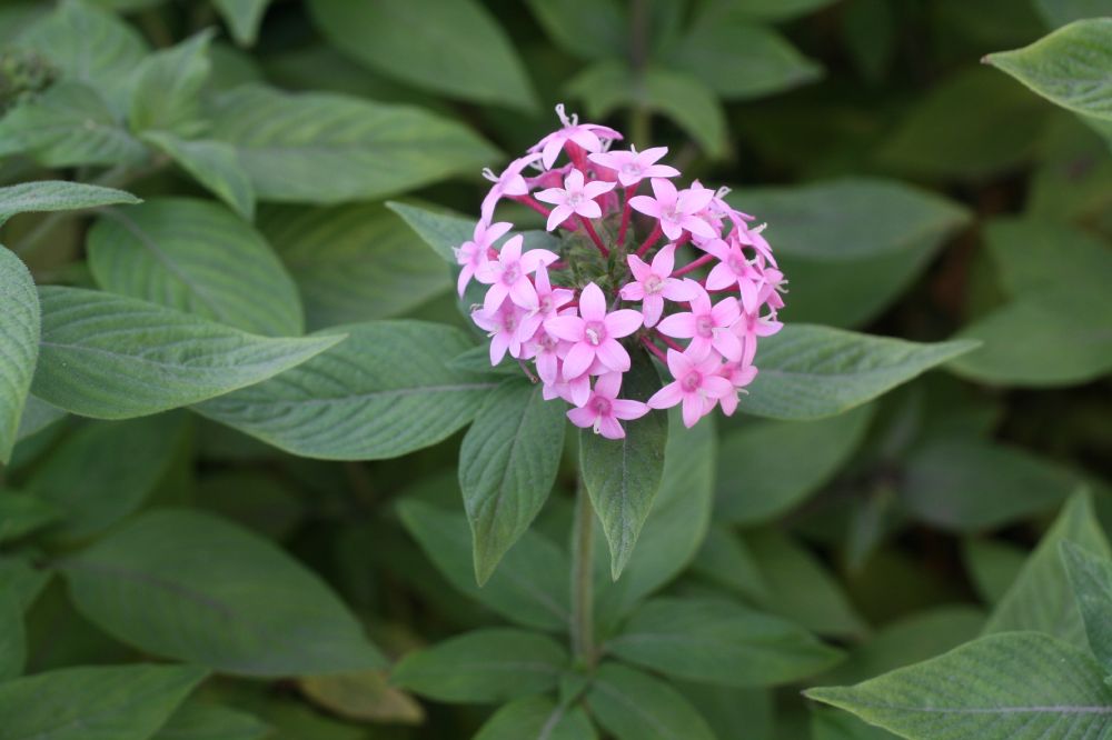 Rubiaceae Pentas 