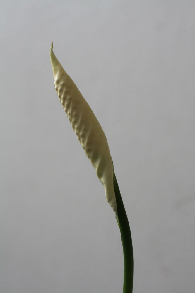 Araceae Spathiphyllum 