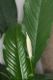image of Spathiphyllum 
