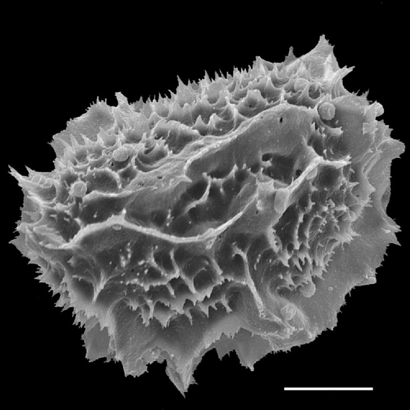 Tectariaceae Tectaria subpedata