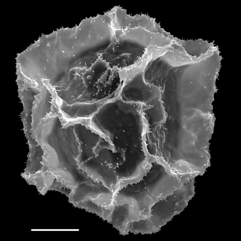 Lomariopsidaceae Mickelia pergamentacea