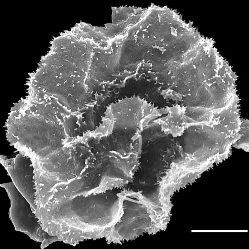 Lomariopsidaceae Bolbitis semipinnatifida