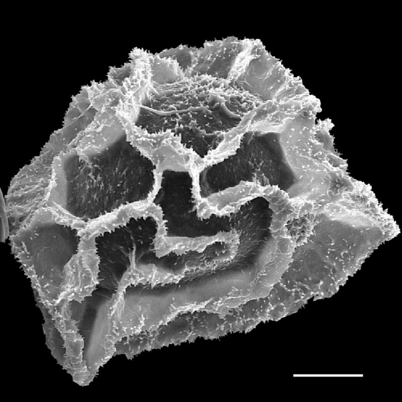 Lomariopsidaceae Bolbitis semipinnatifida