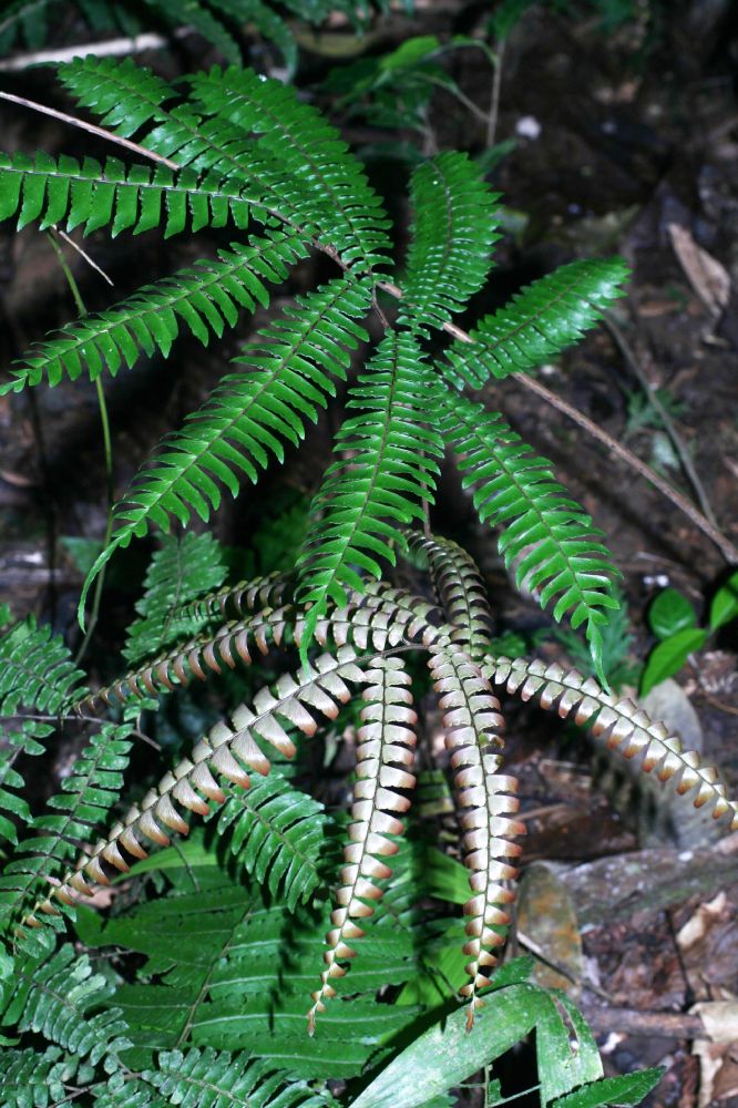 Pteridaceae Adiantum tetraphyllum