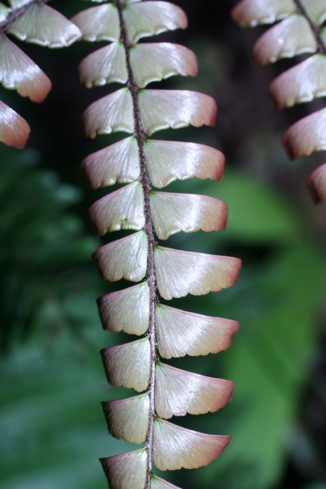 Pteridaceae Adiantum tetraphyllum