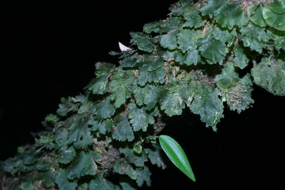 Hymenophyllaceae Didymoglossum membranaceum