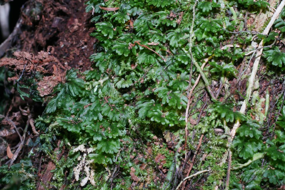 Hymenophyllaceae Hymenophyllum brevifrons