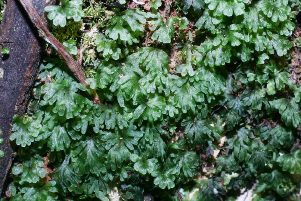 Hymenophyllaceae Hymenophyllum brevifrons