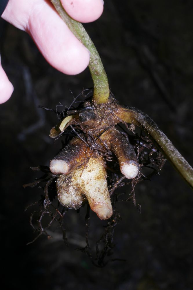 Lonchitidaceae Lonchitis hirsuta