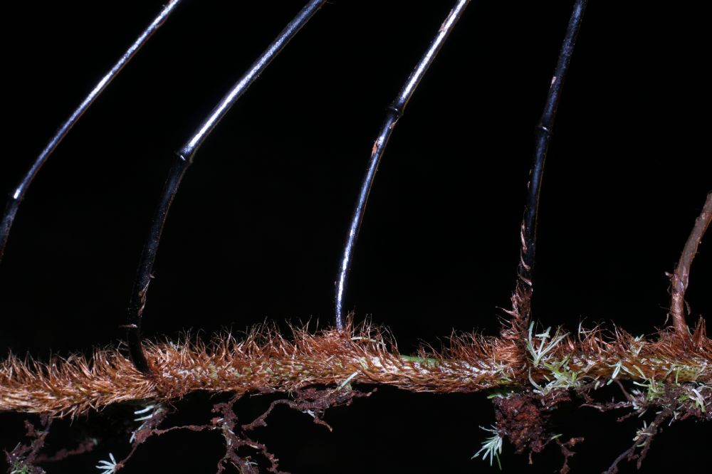 Oleandraceae Oleandra articulata