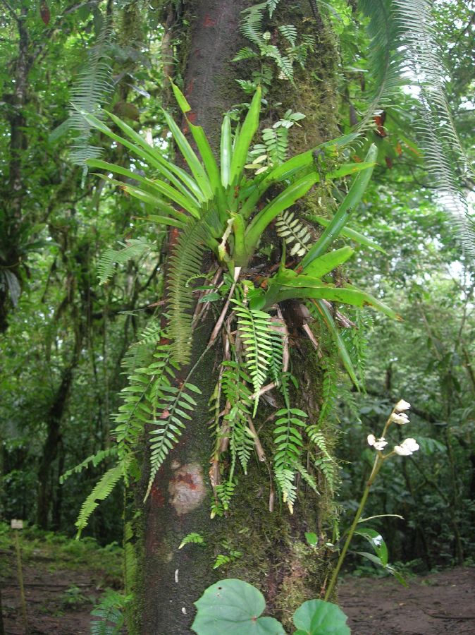 Aspleniaceae Asplenium monodon