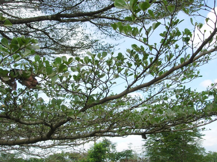 Combretaceae Bucida bucera