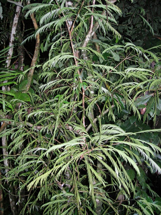 Fabaceae Pentaclethra macroloba