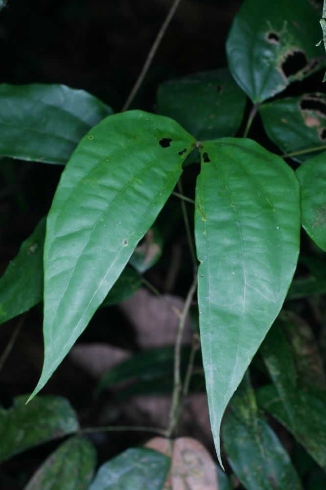 Fabaceae Bauhinia 