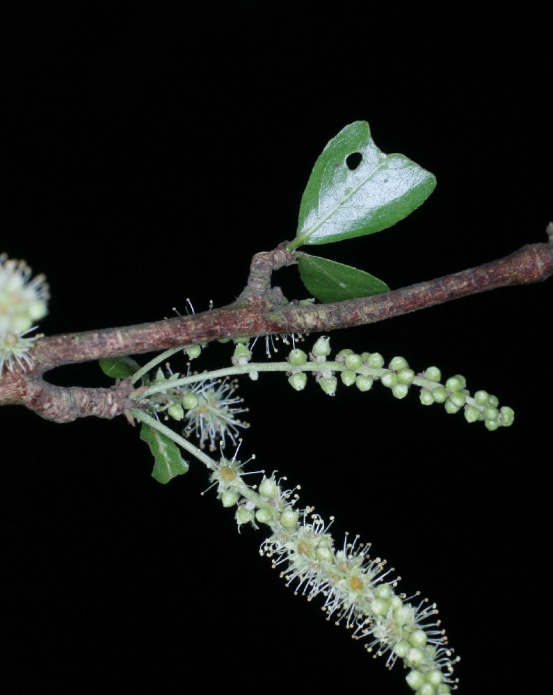 Combretaceae Bucida bucera