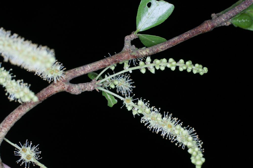 Combretaceae Bucida bucera