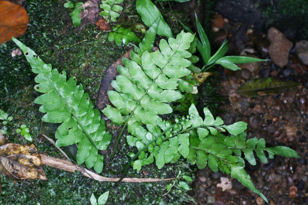 Aspleniaceae Hymenasplenium riparium