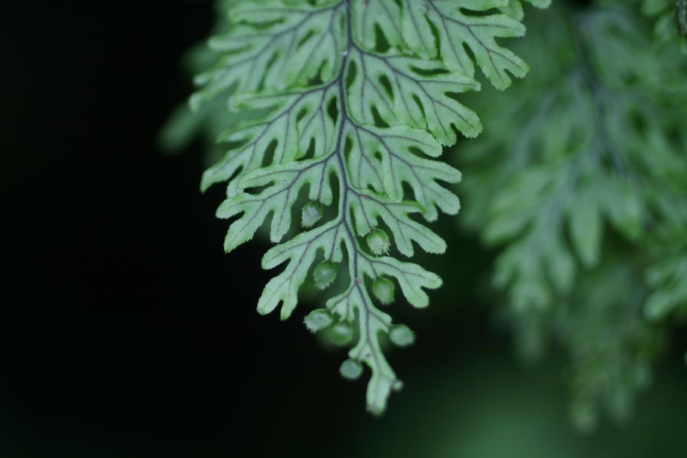 Hymenophyllaceae Hymenophyllum fucoides