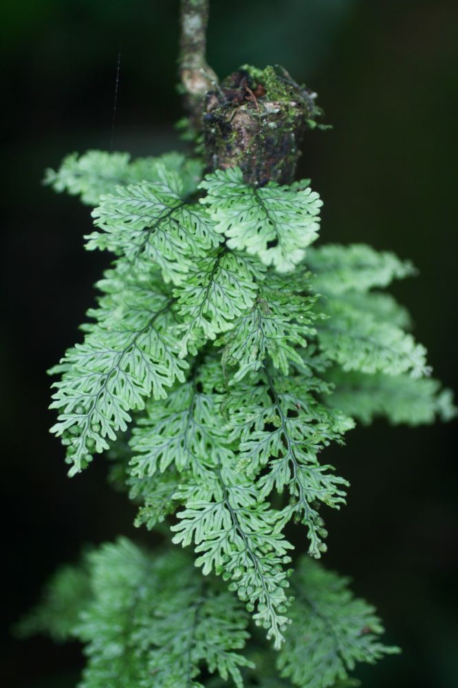 Hymenophyllaceae Hymenophyllum fucoides