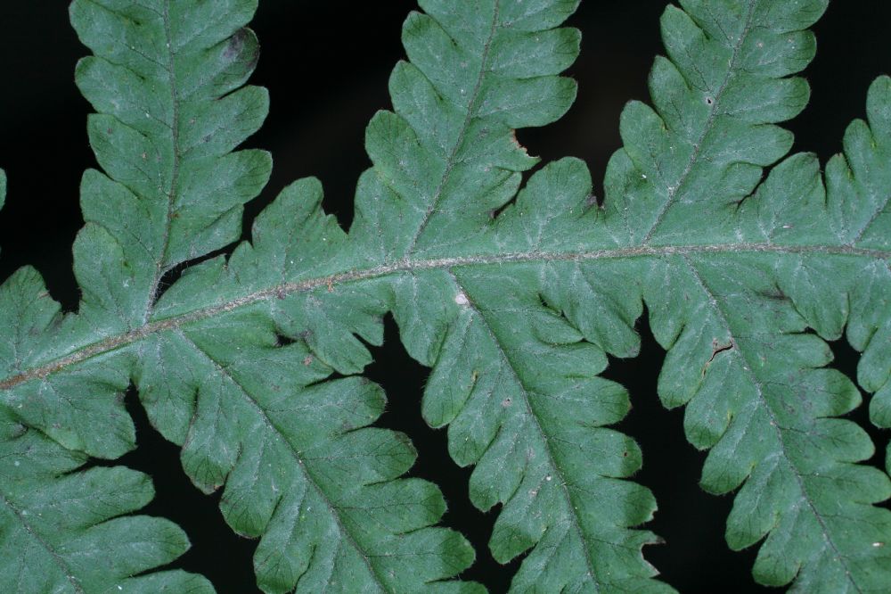 Tectariaceae Hypoderris brauniana