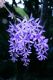 image of Petrea volubilis