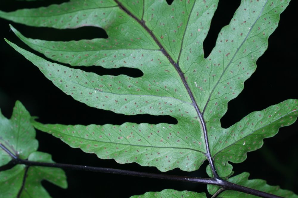 Tectariaceae Tectaria athyrioides