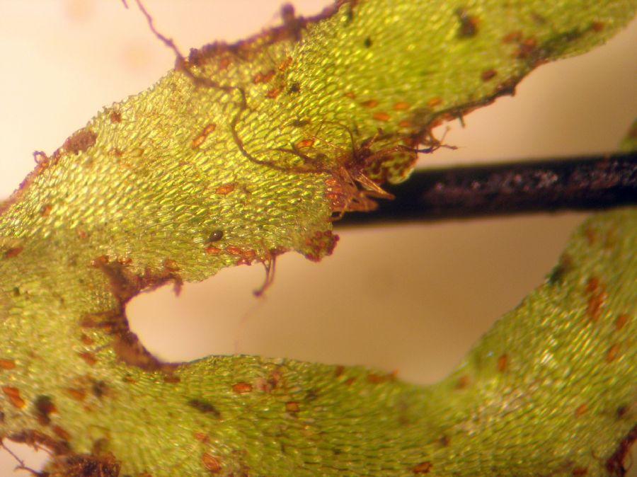 Hymenophyllaceae Trichomanes 