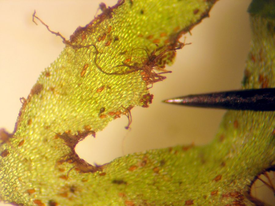 Hymenophyllaceae Trichomanes 