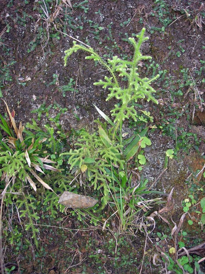 Lycopodiaceae Palhinhaea cernua