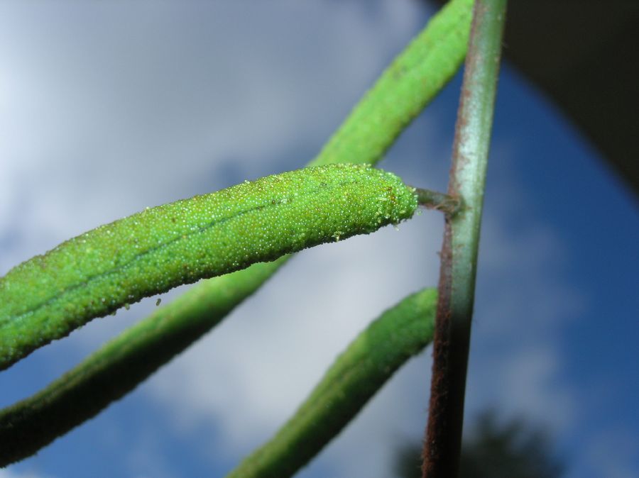 Lomariopsidaceae Lomariopsis maxonii