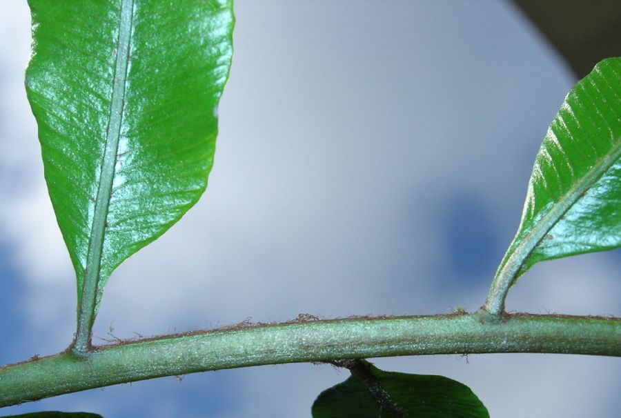 Lomariopsidaceae Lomariopsis maxonii