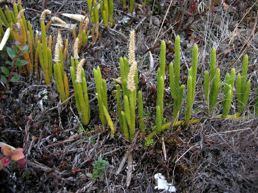 Lycopodiaceae Lycopodium contiguum