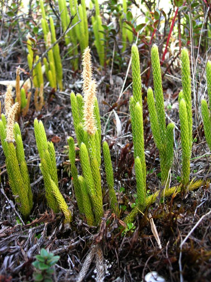 Lycopodiaceae Lycopodium contiguum