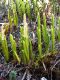 image of Lycopodium contiguum