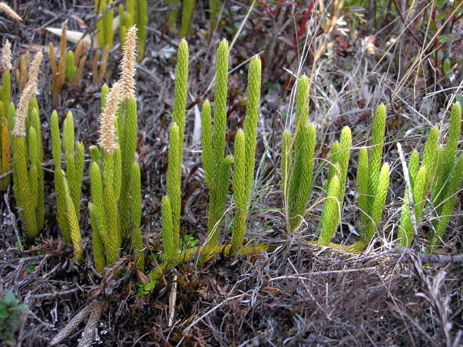 Lycopodiaceae Lycopodium contiguum