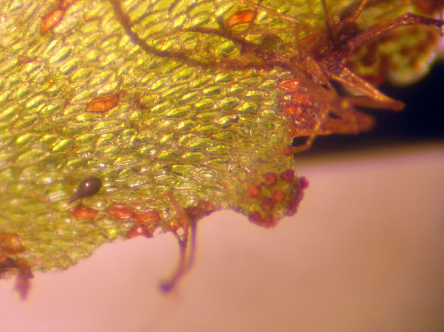 Hymenophyllaceae Trichomanes 