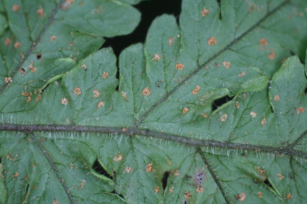 Tectariaceae Hypoderris brauniana