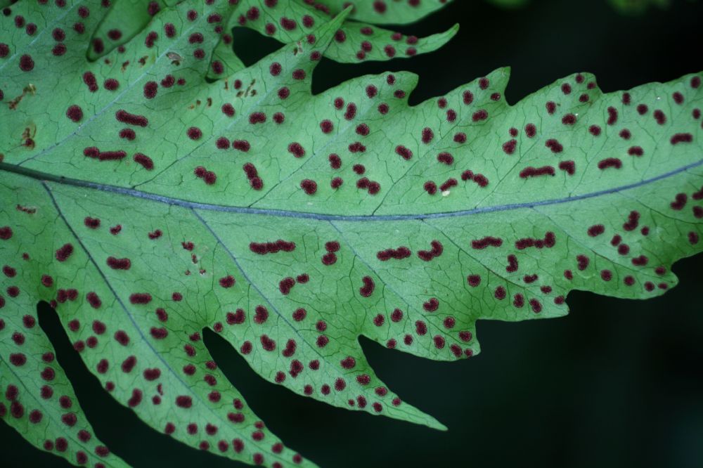 Tectariaceae Tectaria athyrioides