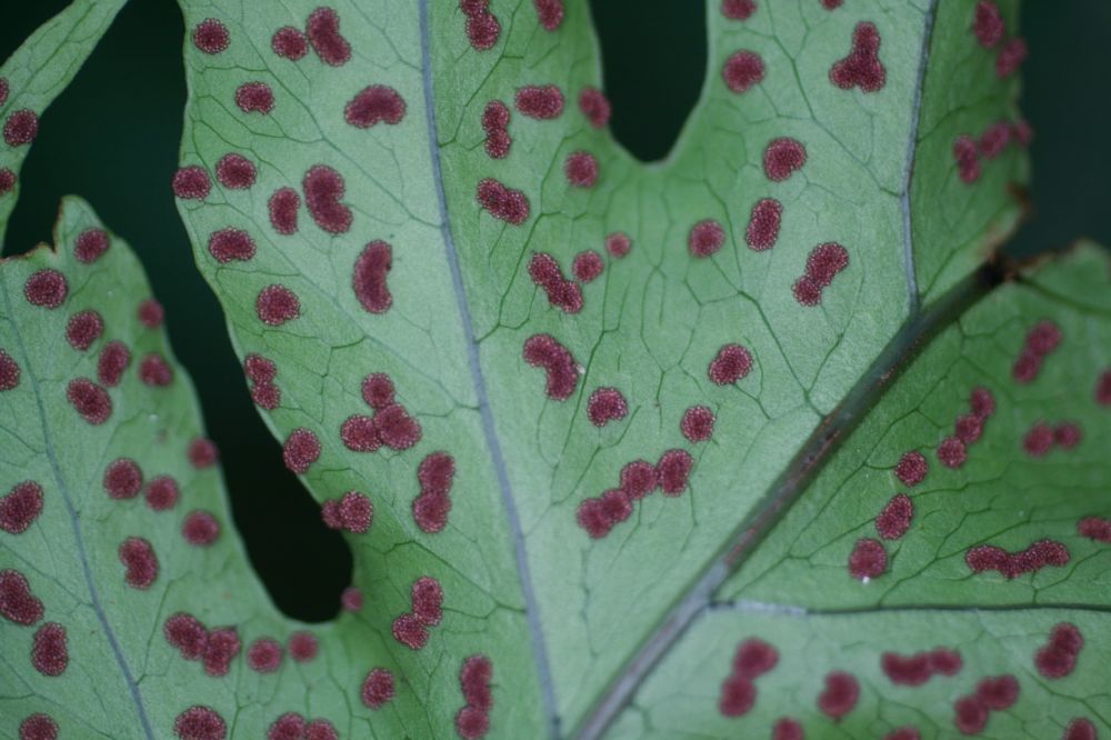 Tectariaceae Tectaria athyrioides