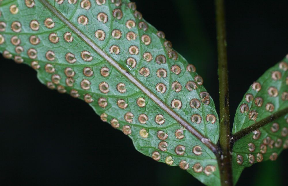 Tectariaceae Tectaria moranii