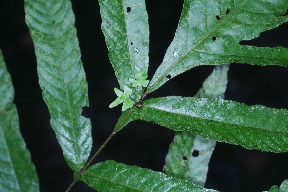 Tectariaceae Tectaria moranii