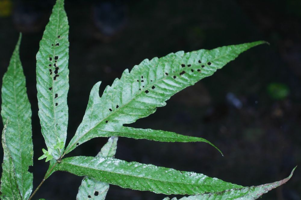 Tectariaceae Tectaria moranii