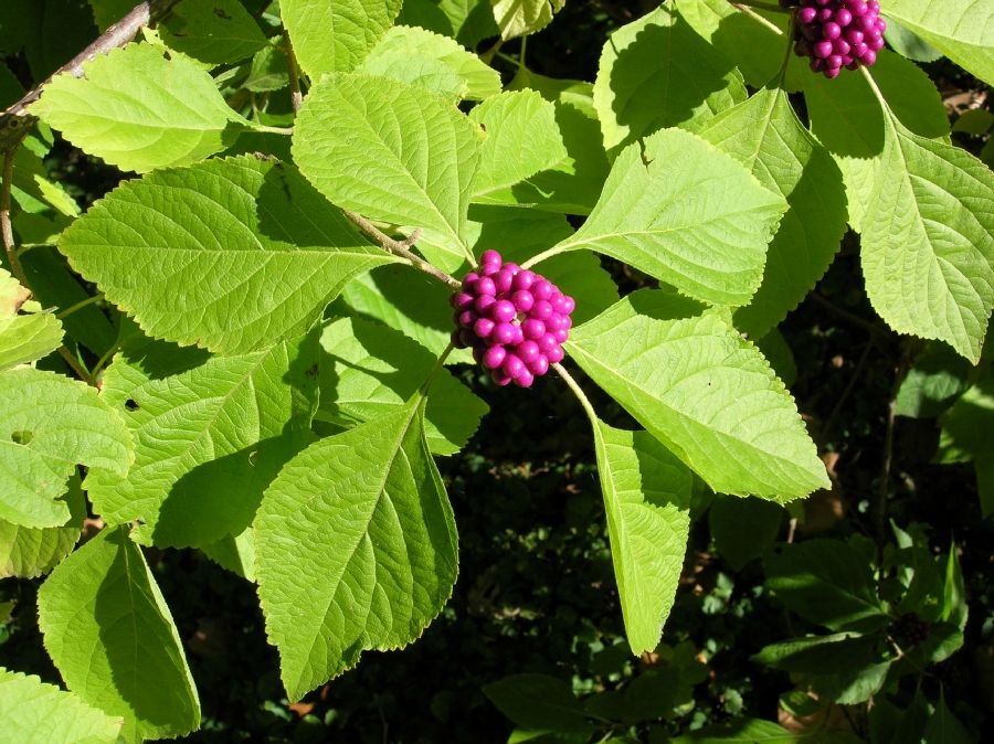 Lamiaceae Callicarpa americana