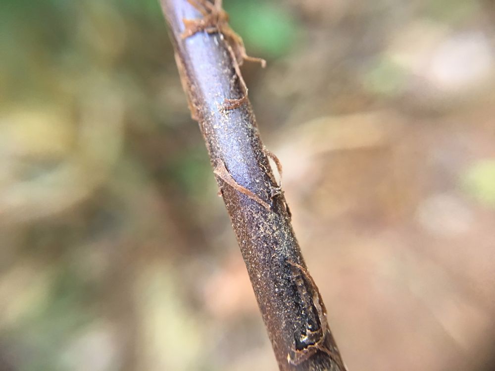 Tectariaceae Tectaria michleriana