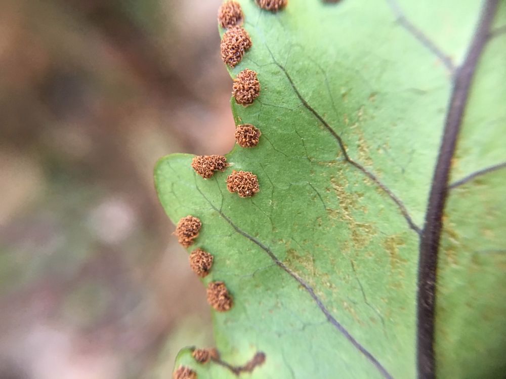 Tectariaceae Tectaria michleriana