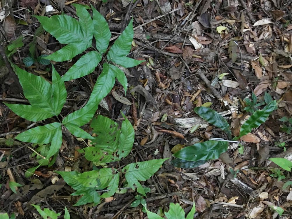 Tectariaceae Tectaria incisa