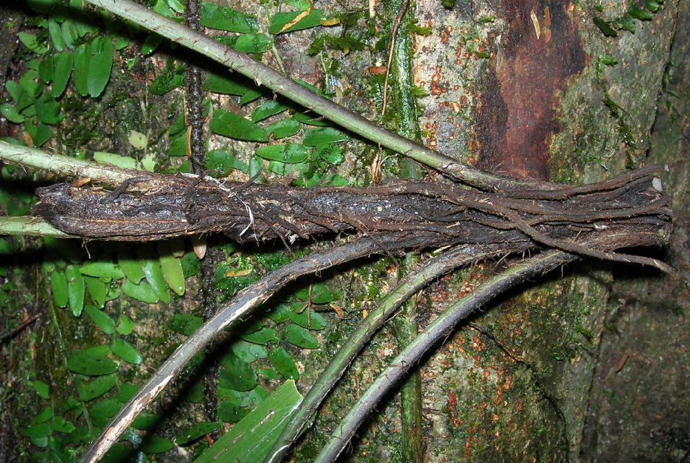 Lomariopsidaceae Mickelia nicotianifolia