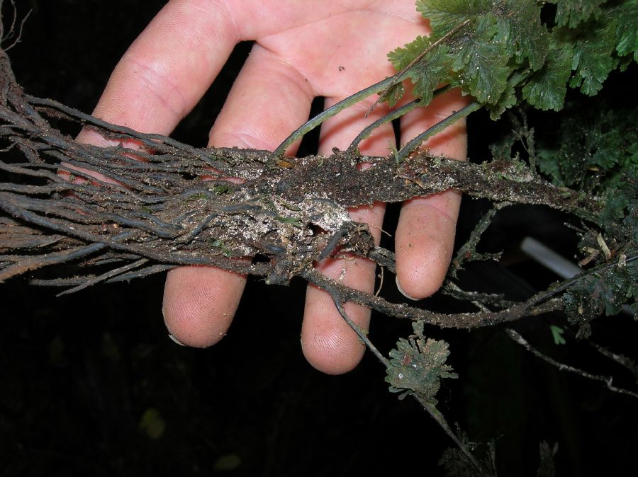 Hymenophyllaceae Trichomanes collariatum