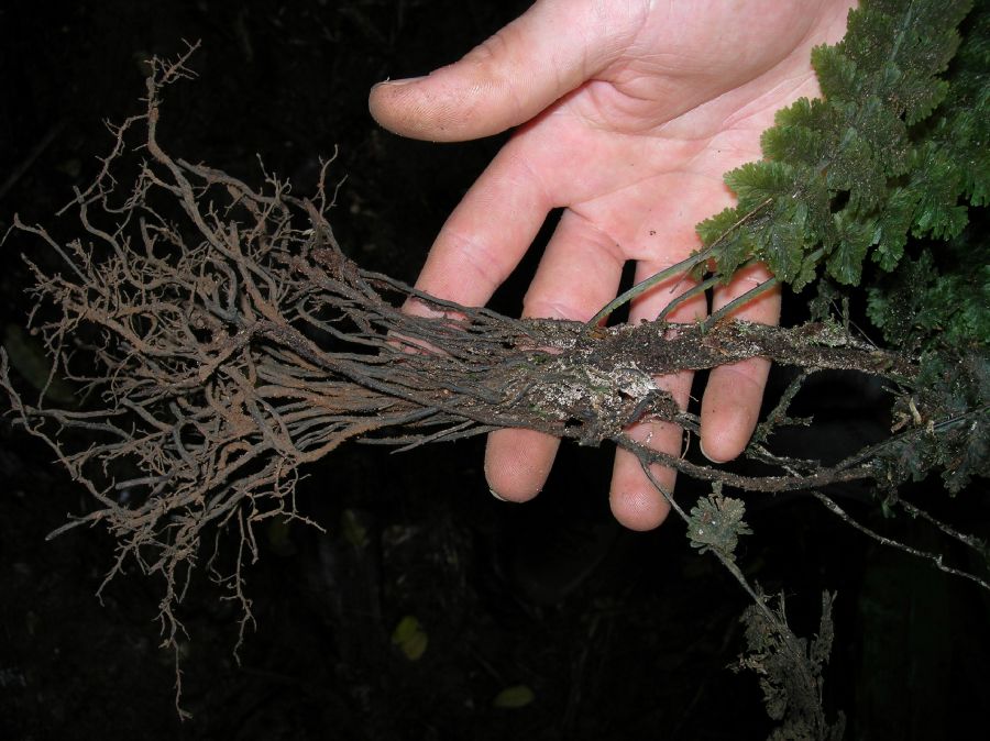 Hymenophyllaceae Trichomanes collariatum